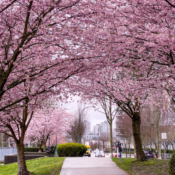 Cherry Blossom Japan