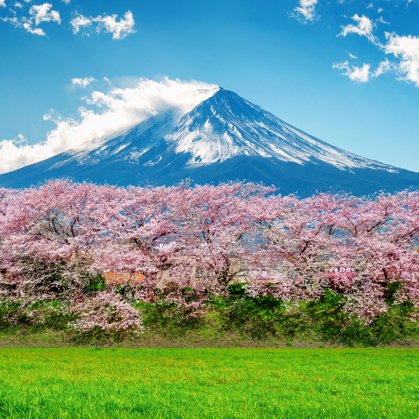 Cherry Blossom Travel Tips